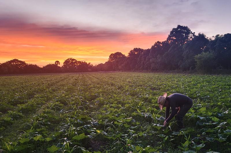 When maize screams, beans listen: How the Three Sisters crop trio repels pests