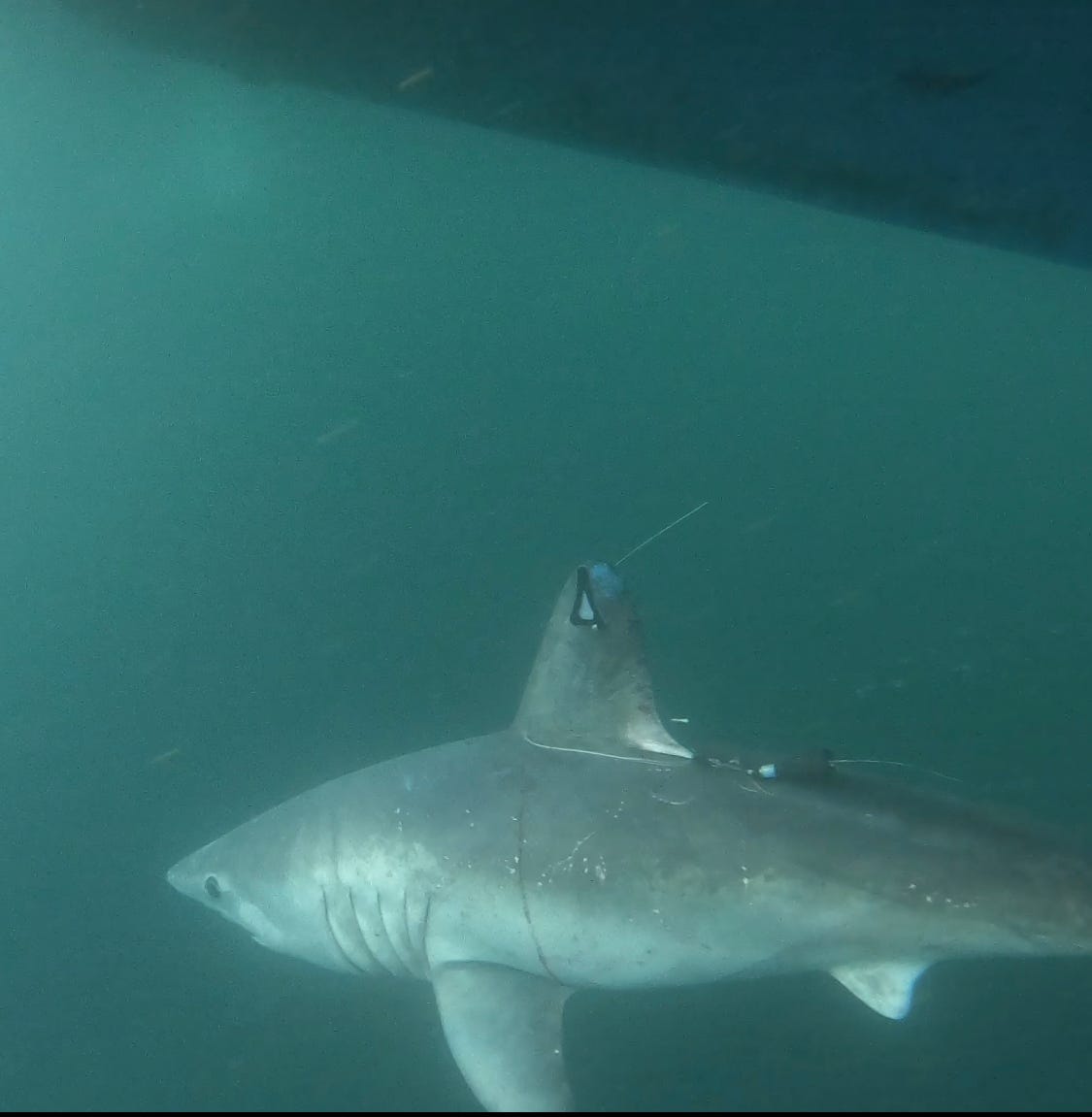 Researchers shocked after 8-foot shark is eaten by a predator. But who’s the culprit?