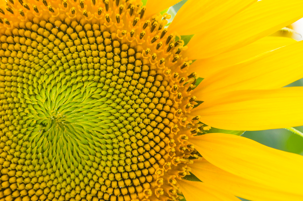 Are These 10 Natural Occurrences Examples of the Fibonacci Sequence?