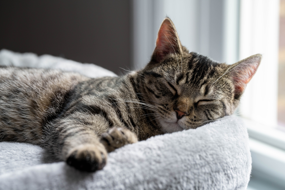 Everything You Need to Know About How Cats Sleep