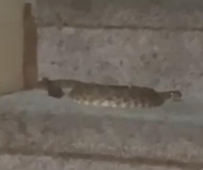 Watch: Rattlesnake enters California home, traps residents upstairs