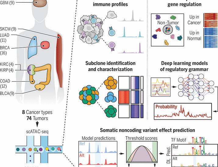 Single-cell chromatin accessibility reveals malignant regulatory programs in primary human cancers | Science