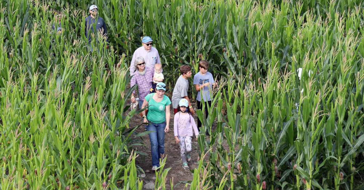 America’s Most Magnificent Mazes