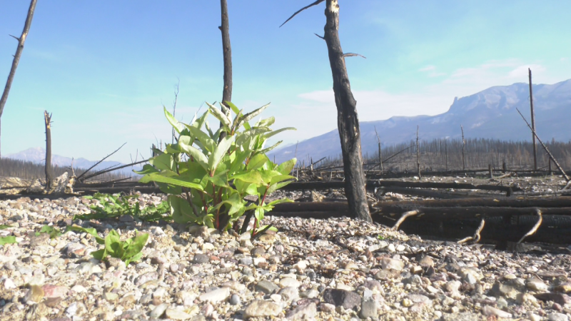 Devastating Jasper wildfire now listed as under control, Parks Canada says