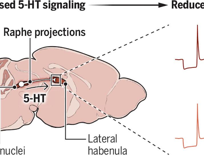 Emotional contagion builds resilience | Science