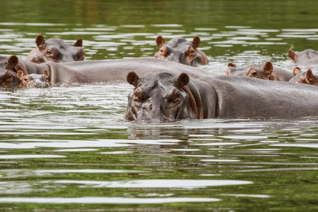 News24 | Escobar’s ‘cocaine hippos’ to be hunted for ‘ecological balance’ following Colombian court order