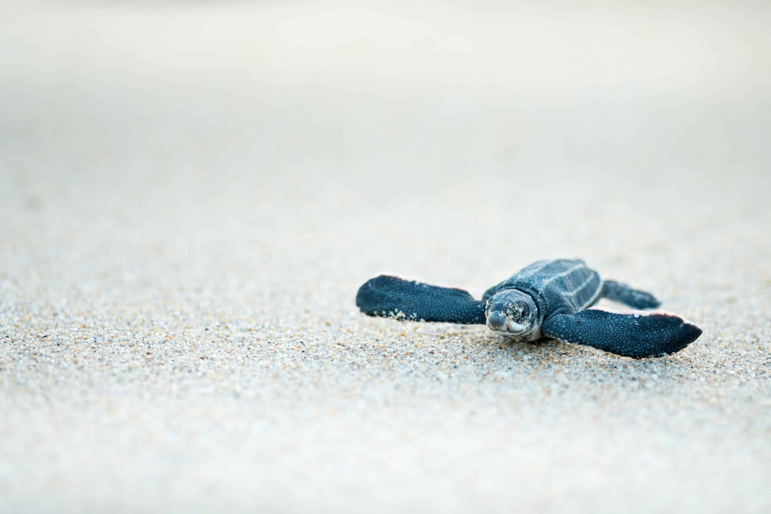 New Study Shows Rain’s Impact On Baby Turtle Sizes