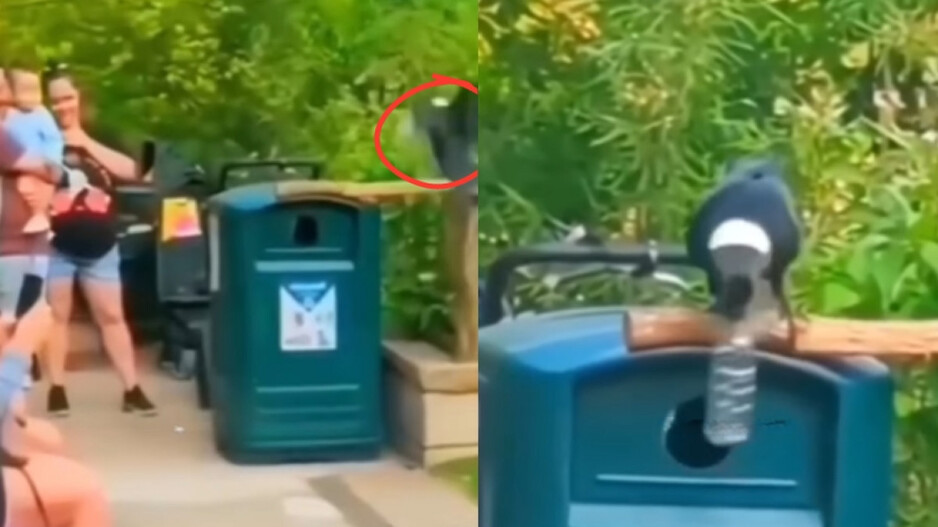 Viral video captures crow using trash can in park – Watch