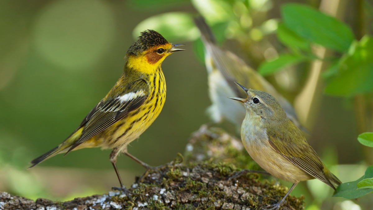 Do birds have migration buddies? A new study shows surprising connections between species