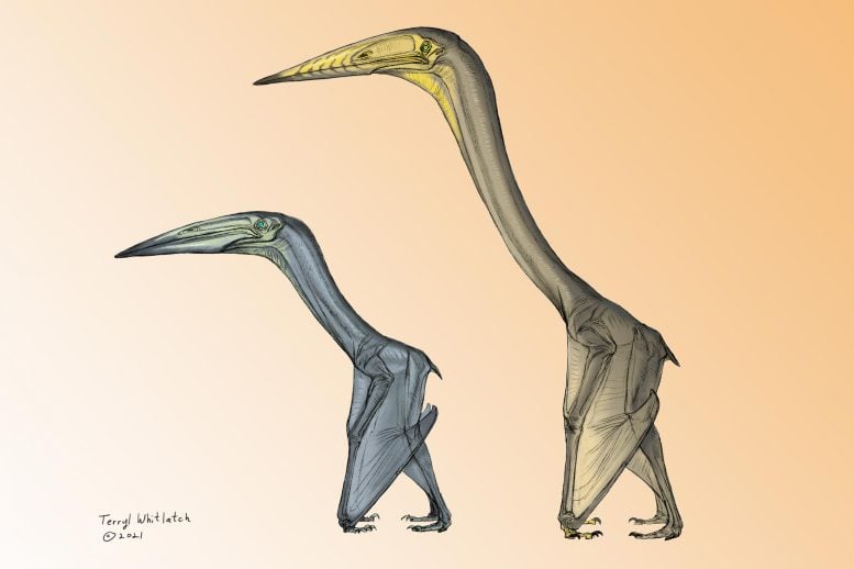 Soaring vs. Flapping: “Remarkable” Fossils Unlock Flight Secrets of Giant Pterosaurs