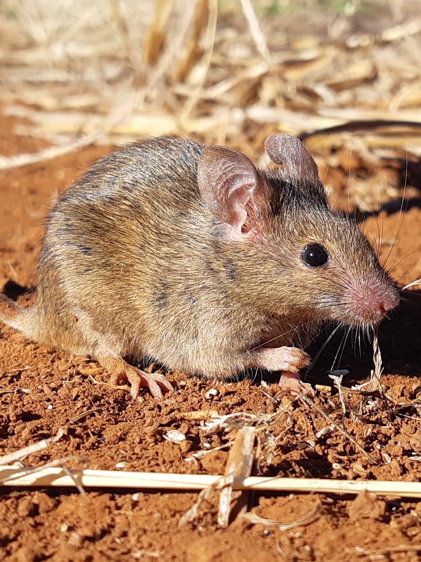 How drones and AI are helping farmers fight mice plagues, fungal diseases