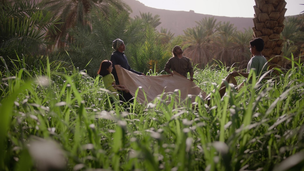 Oasis: Farming the Desert