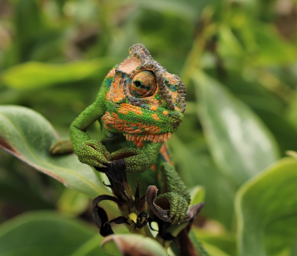 Inspired by Natural Camouflage Techniques, Humans Adapted Patterns for Warfare