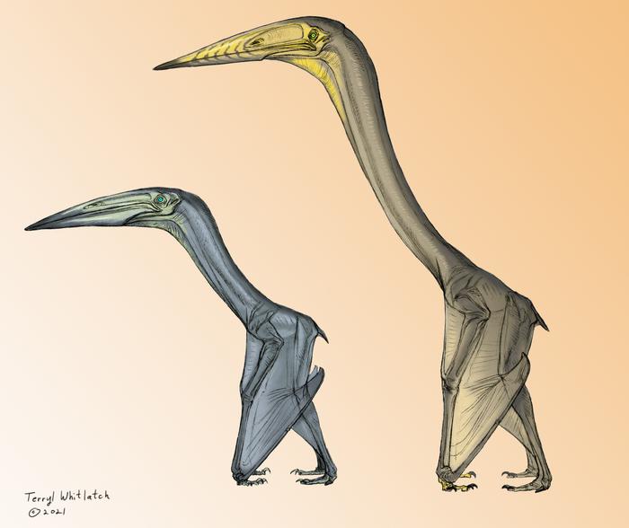 Two Separate Pterosaur Fossils Reveal That the Creatures Likely Used Different Flying Methods