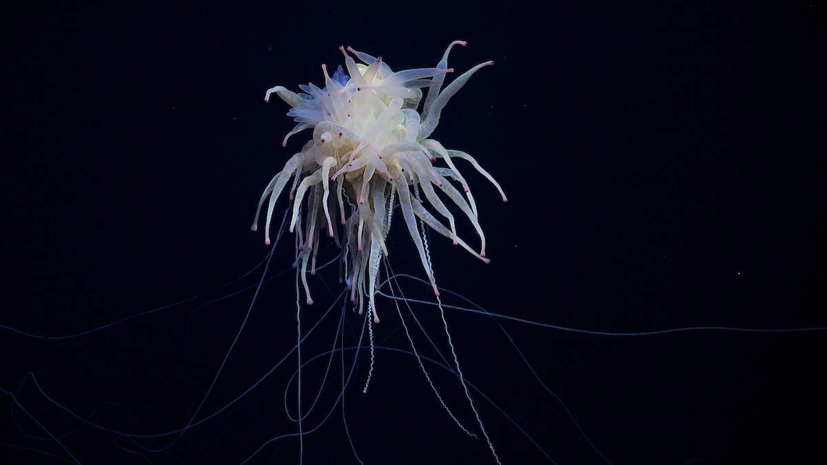 Swimming Cupcake and Flying Spaghetti-Like Deep-Sea Creatures Were Discovered