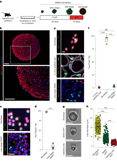 Organoid culture promotes dedifferentiation of mouse myoblasts into stem cells capable of complete muscle regeneration