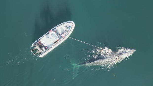 Fin whale found dead, humpback rescued from fishing gear off B.C.’s North Coast, officials say