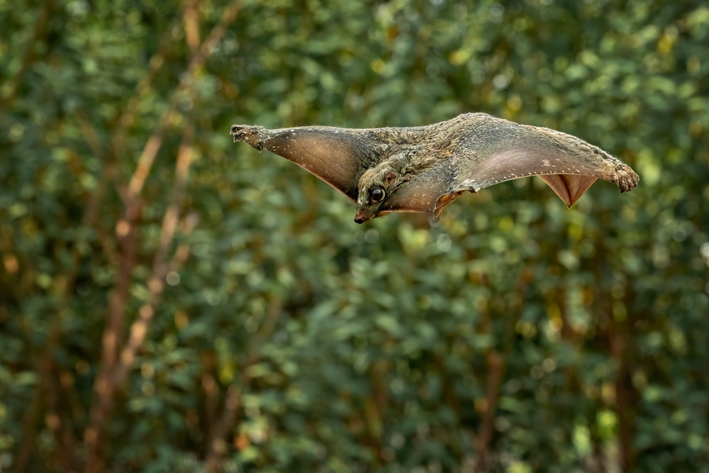 The Colugo Looks Like a Cross Between a Bat and a Monkey, But Is Neither