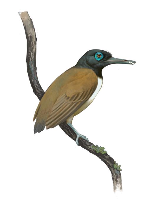 This Fossilized Prehistoric Bird With Teeth Likely Used Its Head as a Weapon