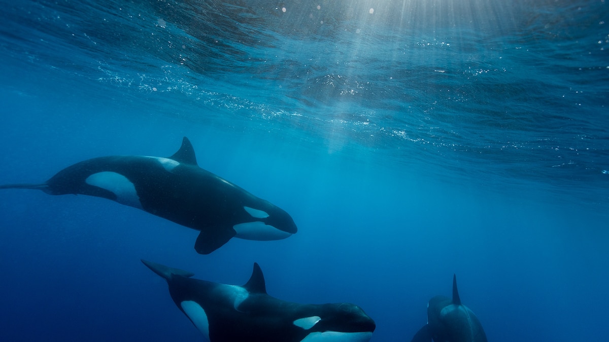 Orcas are iconic and beloved. Why do we know so little about them?