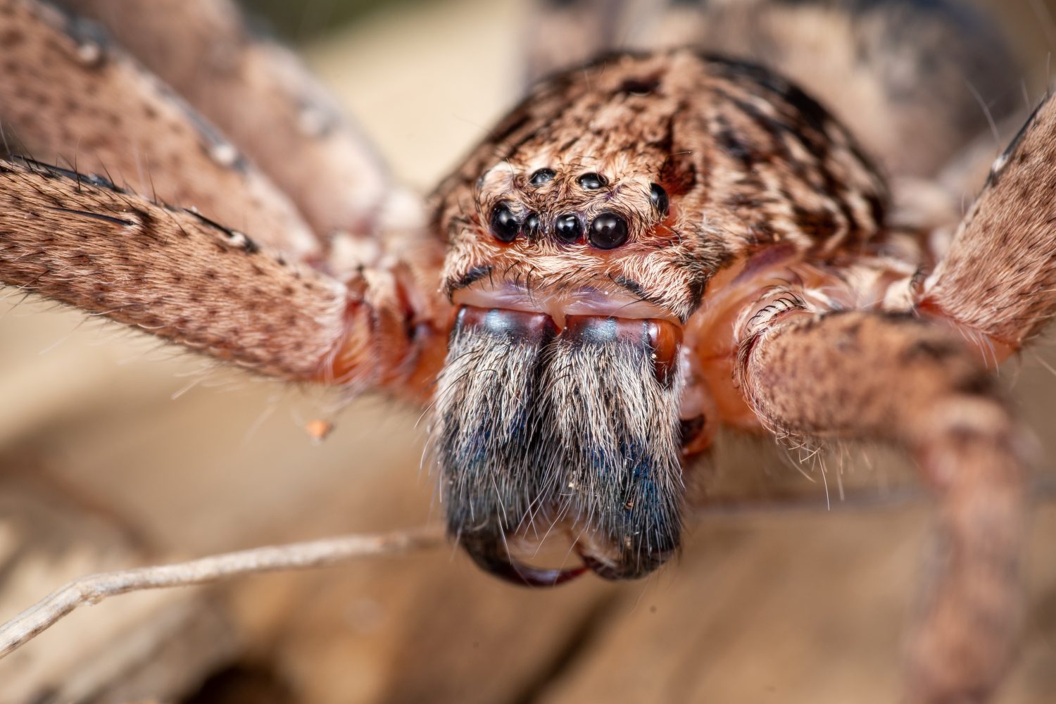 Spiders have a scary-smart tactic to catch more prey: Use glowing fireflies as lures