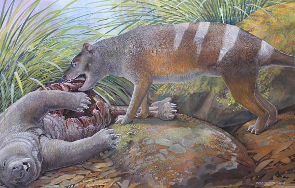 Paleontologists Identify Three New Species of Fossil Thylacines