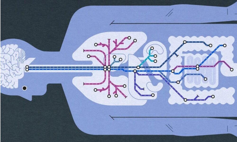 Everything You Wanted to Know About the Longest Nerve in the Body