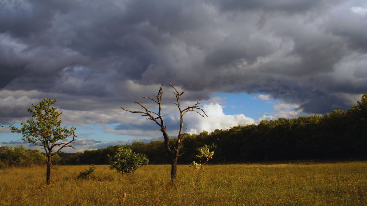 Cathy Buckle: The time before the rain