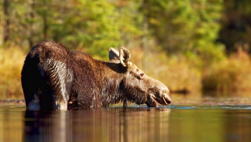 Hunters in northern Ont. fined $16,500 for shooting moose without a licence, other offences