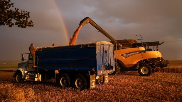 Many Alberta farmers found relief after staring down drought. But the story doesn’t end there